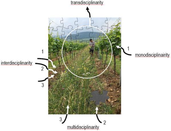 Transdisciplinarité